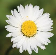 Image result for Bellis perennis