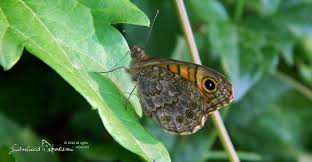 Attēlu rezultāti vaicājumam “Lasiommata megera female”