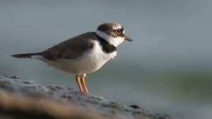 Attēlu rezultāti vaicājumam “Charadrius dubius”