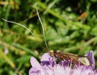Attēlu rezultāti vaicājumam “Nemophora metallica”