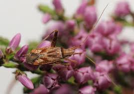 Attēlu rezultāti vaicājumam “Phytocoris sp.”