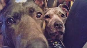 Image result for apupy