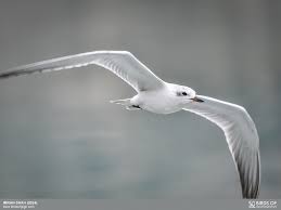 Image result for Gelochelidon nilotica