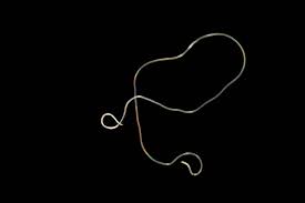 Attēlu rezultāti vaicājumam “Nematomorpha”