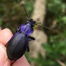 Attēlu rezultāti vaicājumam “Carabus violaceus”