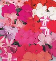 Image result for Tanacetum parthenium 'Tetraweiss'