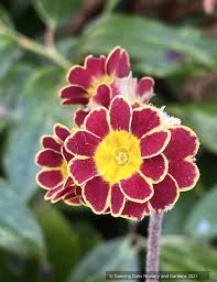 Attēlu rezultāti vaicājumam “Primula x polyantha”