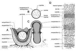 Attēlu rezultāti vaicājumam “Sphaerobolus stellatus”