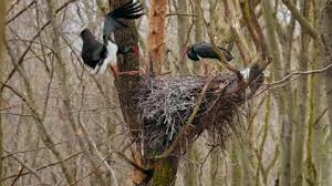 Attēlu rezultāti vaicājumam “Ciconia nigra nest”