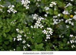 Attēlu rezultāti vaicājumam “Cardamine amara leaf”
