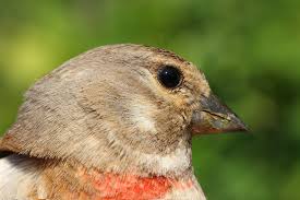Attēlu rezultāti vaicājumam “Carduelis cannabina male”