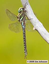 Attēlu rezultāti vaicājumam “Aeshna juncea male”