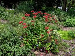 Attēlu rezultāti vaicājumam “Diderma montanum”