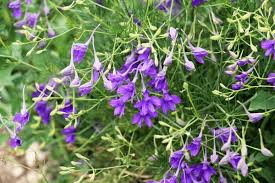 Attēlu rezultāti vaicājumam “Consolida regalis leaf”