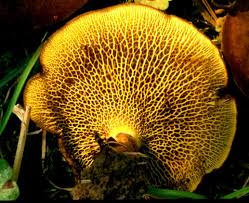 Attēlu rezultāti vaicājumam “Physarum murinum macro”