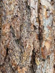 Attēlu rezultāti vaicājumam “Nothorhina punctata”