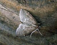 Attēlu rezultāti vaicājumam “Udea prunalis”