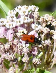 Attēlu rezultāti vaicājumam “Anastrangalia sanguinolenta male”