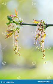 Attēlu rezultāti vaicājumam “Acer negundo female flower”