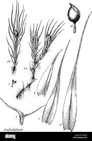 Attēlu rezultāti vaicājumam “Pleuridium subulatum sporophyte”