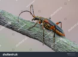 Attēlu rezultāti vaicājumam “Stenocorus meridianus”