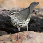 Image result for Seiurus noveboracensis