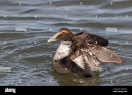 Attēlu rezultāti vaicājumam “Somateria mollissima juvenile”