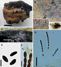 Attēlu rezultāti vaicājumam “Hypoxylon multiforme”
