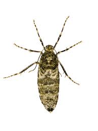 Attēlu rezultāti vaicājumam “Operophtera”