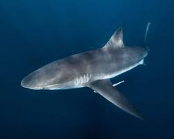 Image result for Carcharhinus brachyurus