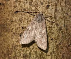 Attēlu rezultāti vaicājumam “Eurois occulta”