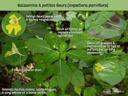 Attēlu rezultāti vaicājumam “Impatiens parviflora fruit”