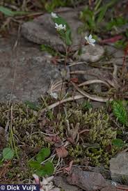 Attēlu rezultāti vaicājumam “Linum catharticum flower”