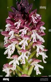 Attēlu rezultāti vaicājumam “Orchis ustulata flower”