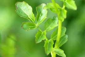 Attēlu rezultāti vaicājumam “Cardamine amara leaf”