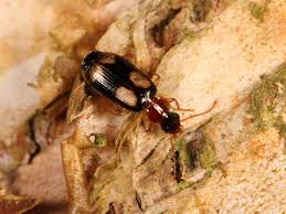 Attēlu rezultāti vaicājumam “Dromius quadrimaculatus”