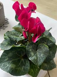 Image result for Cyclamen persicum