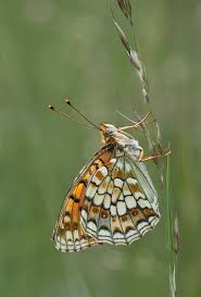 Attēlu rezultāti vaicājumam “Argynnis niobe”