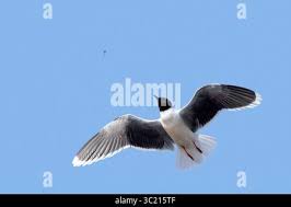 Attēlu rezultāti vaicājumam “Larus minutus adult”
