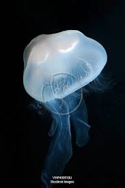 Attēlu rezultāti vaicājumam “Aurelia aurita”