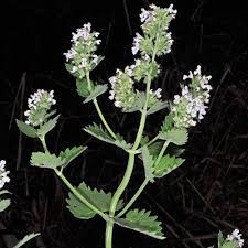 Image result for Nepeta cataria