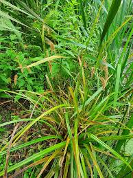 Attēlu rezultāti vaicājumam “Carex pseudocyperus”
