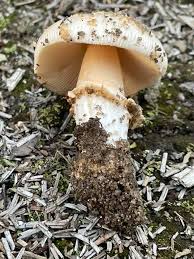 Attēlu rezultāti vaicājumam “Diderma subviridifuscum var. macrospora* macro”