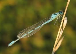 Attēlu rezultāti vaicājumam “Enallagma cyathigerum male”