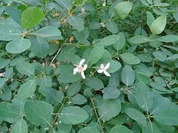 Attēlu rezultāti vaicājumam “Prociphilus xylostei”