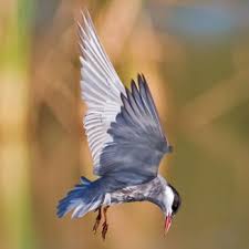 Attēlu rezultāti vaicājumam “Chlidonias hybrida adult”