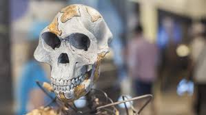 Image result for lucy