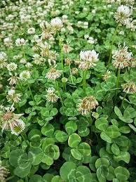 Attēlu rezultāti vaicājumam “Trifolium repens”