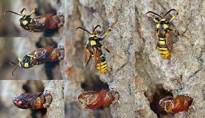 Attēlu rezultāti vaicājumam “Sesia apiformis”