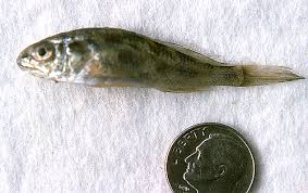 Image result for Sciaenops ocellatus